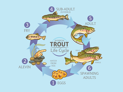 Trout Life Cycle art design graphic illustration technical illustration vector vector art