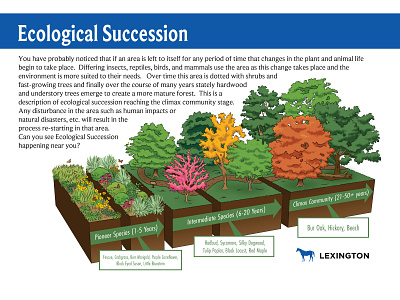 Infographic for how a forest develops art graphic design ill illustration v vector art