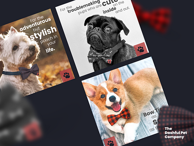 The Dashful Pet Company - Branding adobe bow tie brand brand identity branding clothing dog graphic design illustration logo logo design pet pet clothing social social posts typography