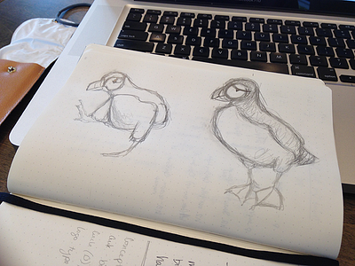 Puffin sketches