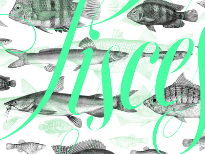 Pisces fish lettering poster screen print silkscreen print
