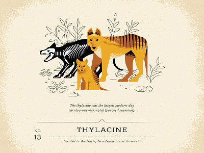 Thylacine animal australia bone brush design devil dog draw exo fur furry guide guinea leaf leaves new skeleton tasmania texture vintage