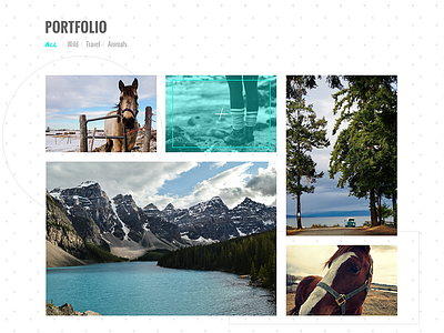 Portfolio Shot grid nature photography portfolio wild