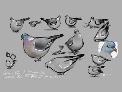 Wood Pigeon Studies clip studio paint illustration