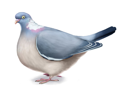 Wood Pigeon clip studio paint illustration