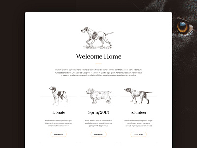 Welcome Section card cards dogs font illustration illustrations welcome