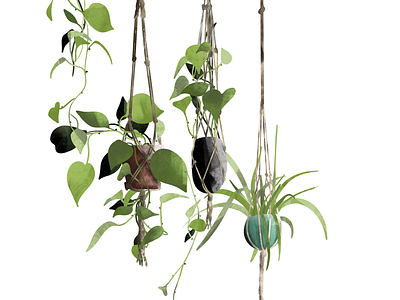 Hanging plants illustration
