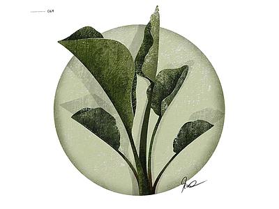 64 | circled plant series - strelitzia