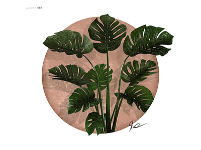 66 | circled plant series - monstera monday