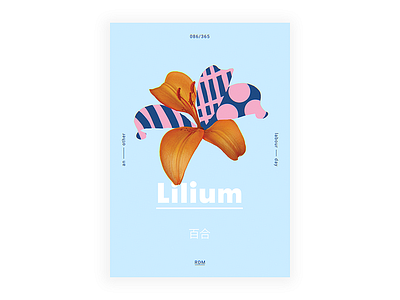 Day 86 👉 Lilium