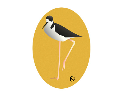 Black-Necked Stilt birds colorful design illustration poster print summer vector