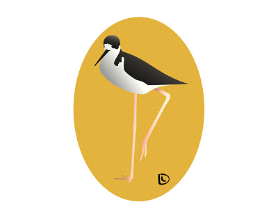 Black-Necked Stilt