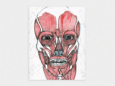 Skull ii anatomy art blood drawing flesh head illustration linework marker muscles scientific skull study