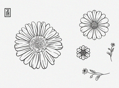 Daisy Tattoo Illustrations daisy digital flower illustration photoshop plant art tattoo