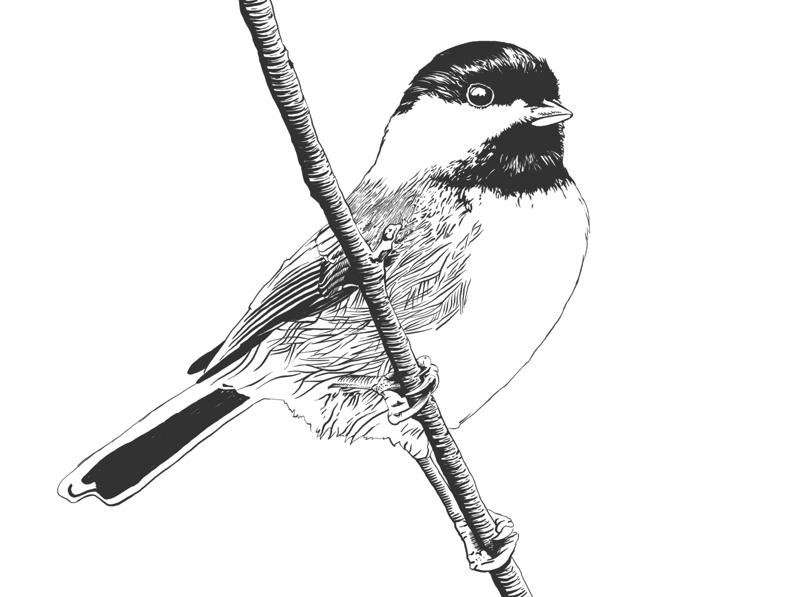 Black Capped Chickadee by Micah Peek on Dribbble