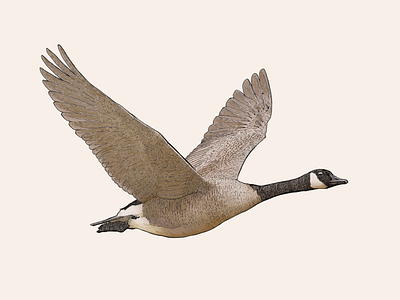 Canadian canada goose