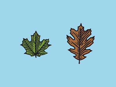 Foliage illustration leaf