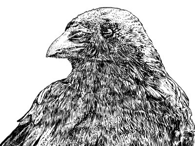 Crow drawing sam crow sketch art