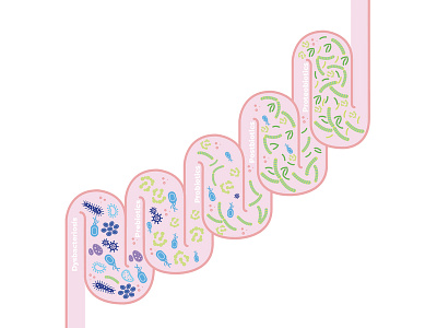 Digestive Track Diagram diagram digestive track diagram medical illustration probiotics