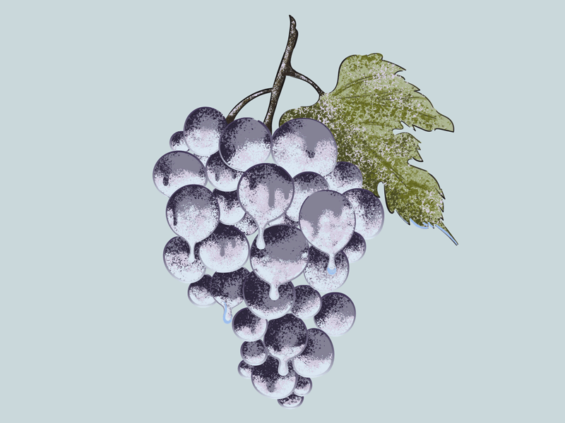 Climate Change and Canada’s Icewine Industry photoshop frame by frame wine enthusiast wine 2019 illustration new work hard play harder
