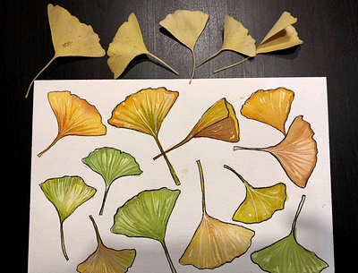 Watercolor ginkgo leaves