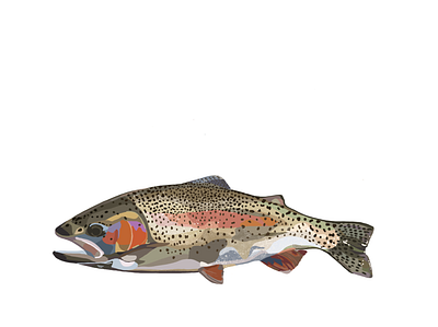 Rainbow Trout fly fishing rainbow trout sticker illustration trout