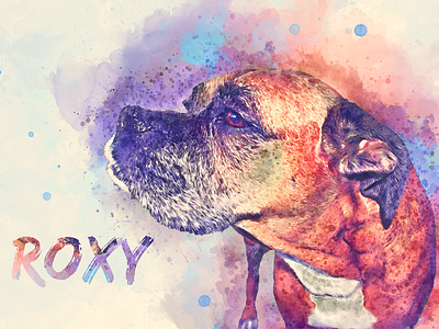 Roxy the Boxer design digital painting graphic design photography typography water color