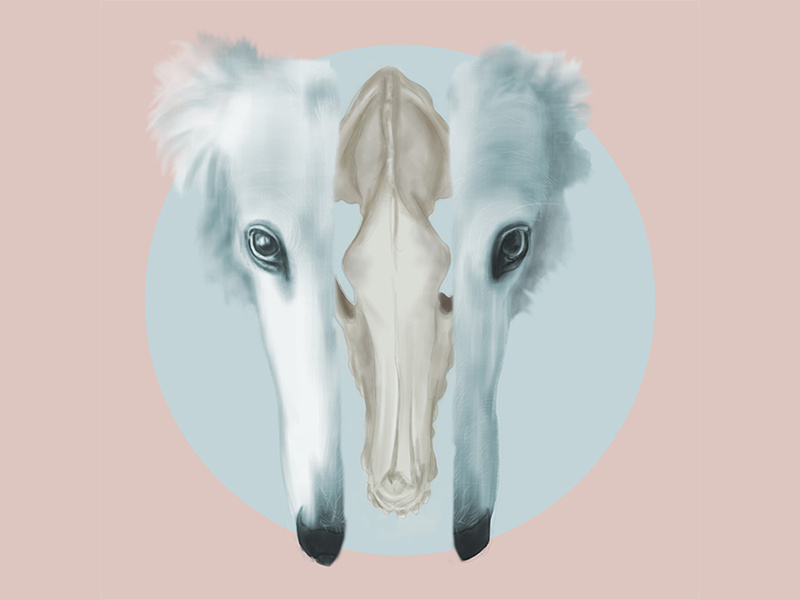 Borzoi Exploration illustration