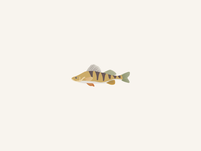 Fish bass fish gif illustration trout