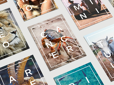 Posters - Star Signs animals art direction design graphic design posters print design prints star signs wallart