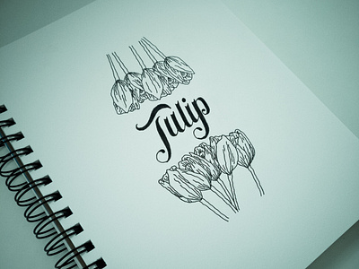 Tulip lettering illustration