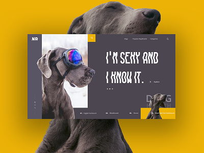 Dog color design interaction modern ui ux web