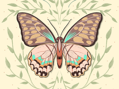 Butterfly Symmetry butterfly butterfly illustration digital art graphic design illustration leaves nature pastel colors procreate procreateart vector