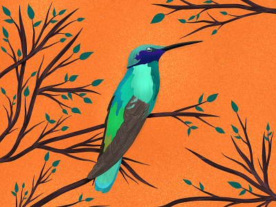 Hummingbird colorful digital art graphic design humming bird illustration leaves nature procreate vector