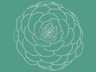Succulent aloe botany drawing floral illustration plant succulent vector