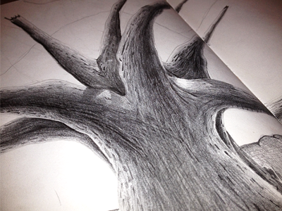 Old Tree illustration sketch sketching tree