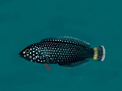 White dots fish