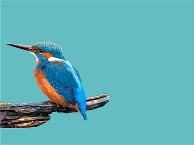 Kingfisher Low Poly bird design graphic design illustration kingfisher vector