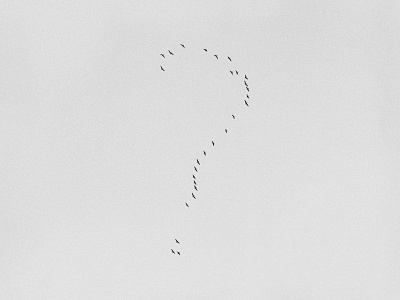 Questions abstract album cover art birds herm the younger hermtheyounger ilkka kärkkäinen photo photography question