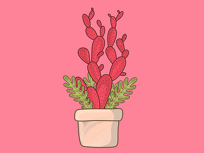 Cactus art cactus design illustration minimal plants procreate procreateapp vector