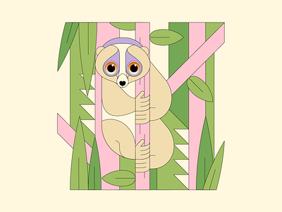 Slow Loris