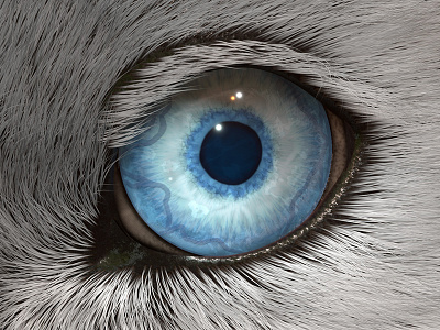 Wolf Eye 3d c4d animal eye wolf