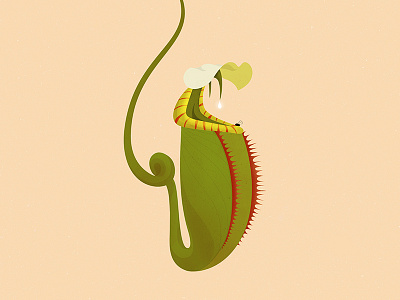 Carnivorous Plants: Nepenthes carnivorous illustration plant