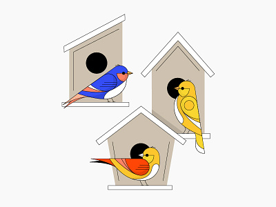 Songbirds birds illustration