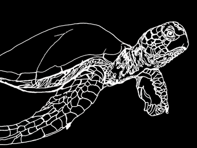 Sea Turtle illustration pen sketch turtle