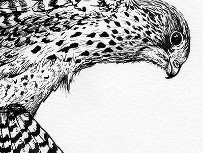 Kestrel Ink Drawing Detail Shot