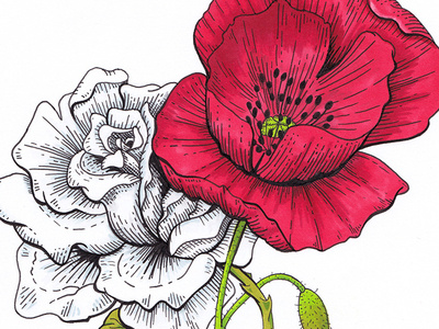 White Rose & Poppy flowers illustration ink drawing markers poppy rose