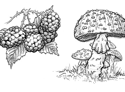 Nature Illustrations for additional brand elements illustration illustration design ink ink drawing natural history