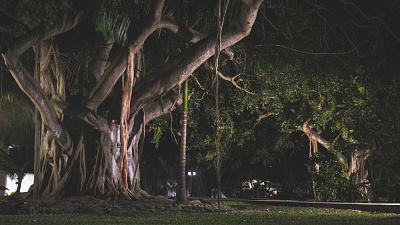 How the trees grow abstract beauty green nature photography tree