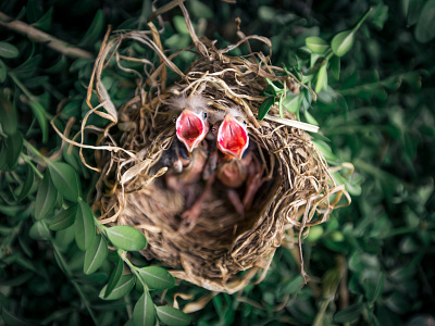 Baby Birds Nest 42 north 42north.ca animals baby birds beauty birds creativity nest photography wildlife